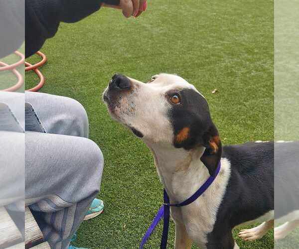 Medium Photo #6 American Staffordshire Terrier Puppy For Sale in Spring Lake, NC, USA