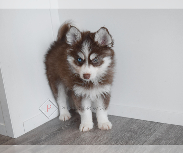 Medium Photo #2 Pomsky Puppy For Sale in KANSAS CITY, MO, USA