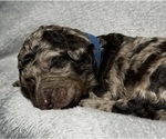 Small Photo #36 Goldendoodle Puppy For Sale in HOWARD CITY, MI, USA
