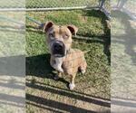 Small #2 American Pit Bull Terrier Mix