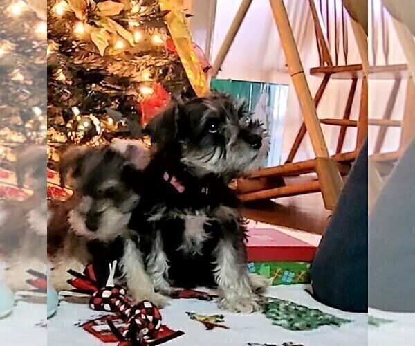 Medium Photo #3 Schnauzer (Miniature) Puppy For Sale in ANNISTON, AL, USA