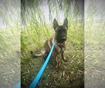 Small #1 Mutt