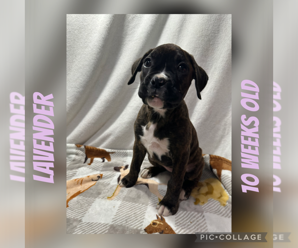 Medium Photo #1 Boxer Puppy For Sale in RALEIGH, NC, USA