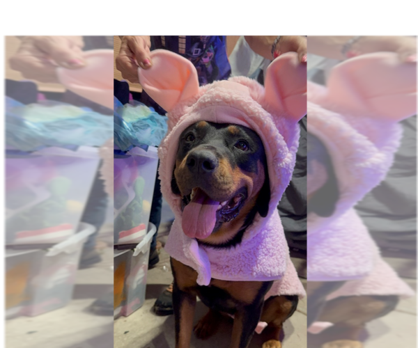 Medium Photo #1 Rottweiler Puppy For Sale in Gilbert, AZ, USA