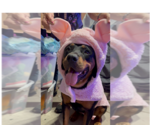 Rottweiler Dogs for adoption in Gilbert, AZ, USA
