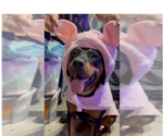 Sasha - Female Rottweiler Dog for Adoption - Small photo