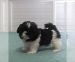 Small Photo #2 Shih Tzu Puppy For Sale in PARRISH, FL, USA
