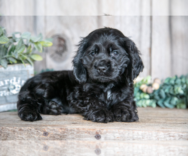 Medium Photo #1 Cocker Spaniel Puppy For Sale in BALTIC, OH, USA