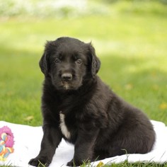 Golden Labrador Puppy for sale in GAP, PA, USA