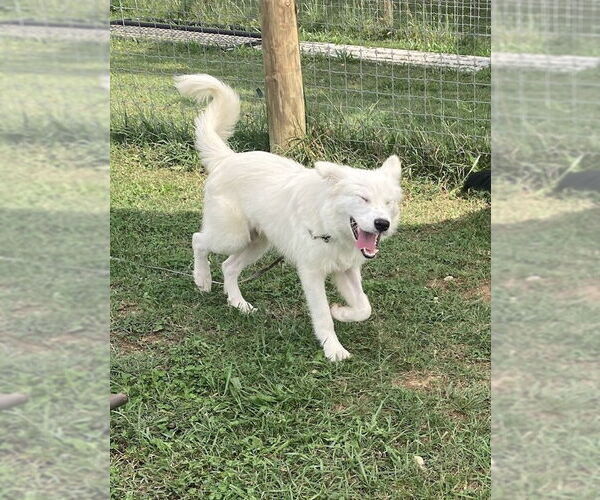 Medium Photo #4 Great Pyrenees-Unknown Mix Puppy For Sale in Columbus, IN, USA