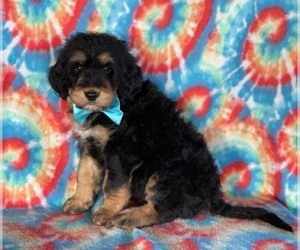 Bernedoodle Puppy for sale in LANCASTER, PA, USA