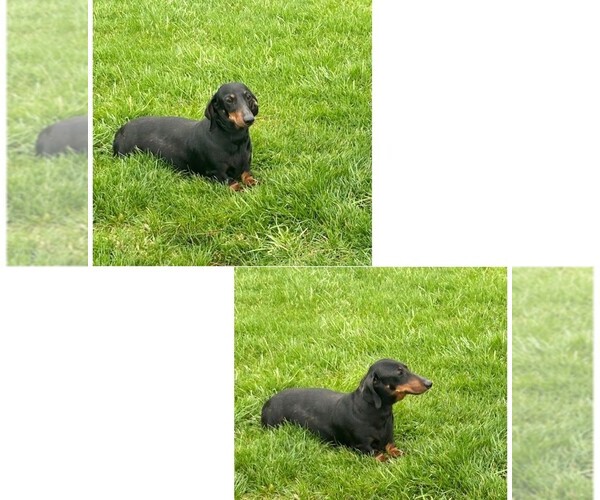 Medium Photo #1 Dachshund Puppy For Sale in HONEY BROOK, PA, USA