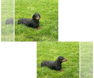 Mother of the Dachshund puppies born on 03/06/2026