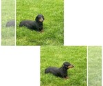 Small Photo #1 Dachshund Puppy For Sale in HONEY BROOK, PA, USA