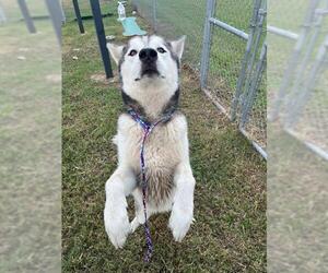 Siberian Husky Dogs for adoption in Pasadena, TX, USA