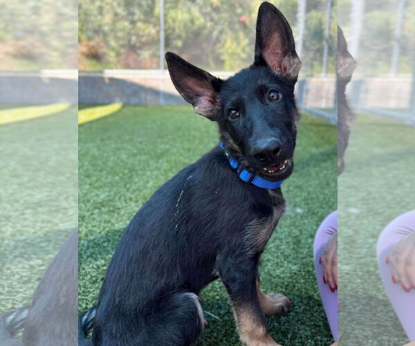 Medium Photo #1 German Shepherd Dog-Unknown Mix Puppy For Sale in Woodbury, NY, USA