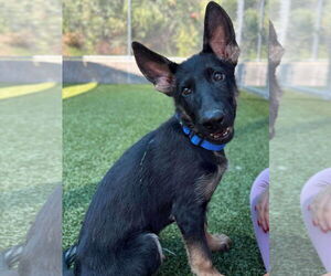 German Shepherd Dog-Unknown Mix Dogs for adoption in Woodbury, NY, USA