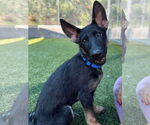Small German Shepherd Dog Mix