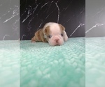 Small Photo #67 Boston Terrier Puppy For Sale in TULARE, CA, USA