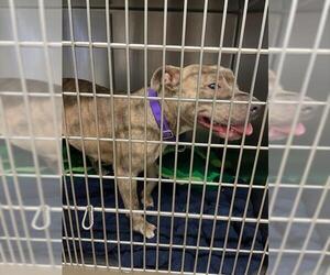 American Pit Bull Terrier Dogs for adoption in Waco, TX, USA