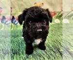Small Photo #2 Havanese-Poodle (Toy) Mix Puppy For Sale in TECUMSEH, MI, USA
