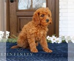 Small #3 Goldendoodle (Miniature)