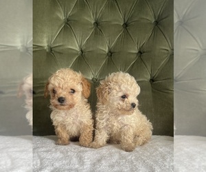Poodle (Miniature) Puppy for Sale in HEMET, California USA