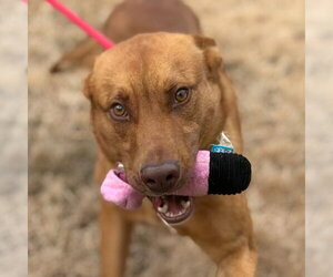 Franklin - Male Unknown-Vizsla Mix Dog for Adoption - Photo #4