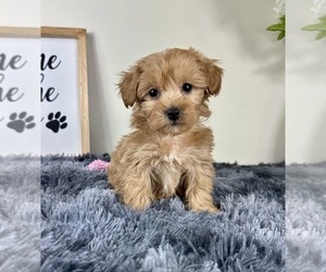 Maltipoo Puppy for sale in GREENFIELD, IN, USA