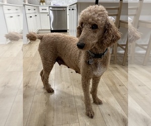 Mother of the Poodle (Standard) puppies born on 12/01/2025