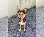 Small #14 German Shepherd Dog Mix