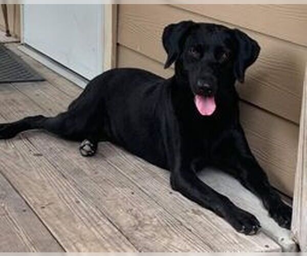 Medium Photo #12 Labrador Retriever-Unknown Mix Puppy For Sale in Brewster, NY, USA
