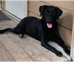 Small #11 Labrador Retriever Mix