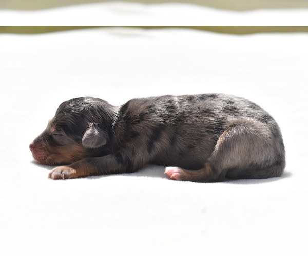 Medium Photo #1 Miniature Australian Shepherd Puppy For Sale in PALM COAST, FL, USA