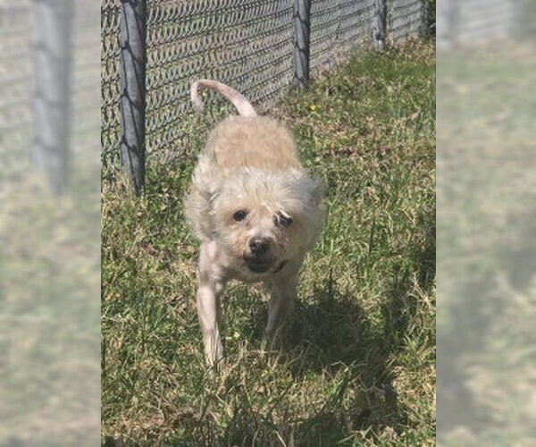 Medium Photo #1 Mutt Puppy For Sale in Glen Allen, VA, USA