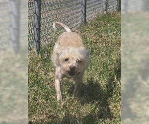 Mutt Dogs for adoption in Glen Allen, VA, USA