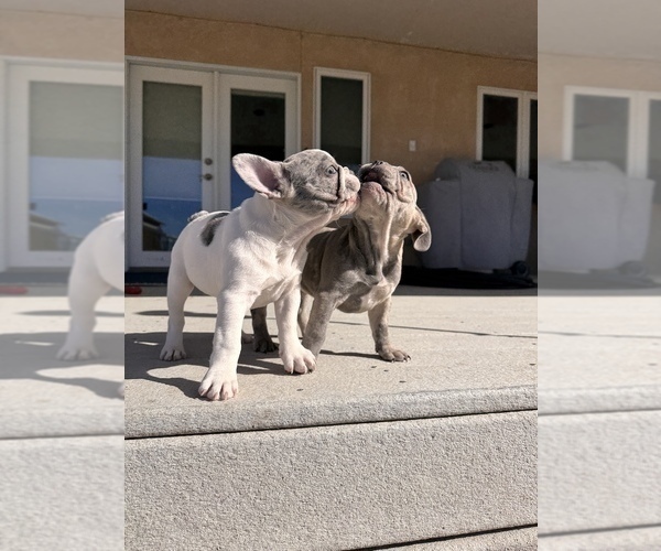 Medium Photo #4 French Bulldog Puppy For Sale in PUEBLO, CO, USA