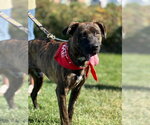 Small Photo #4  Puppy For Sale in , 