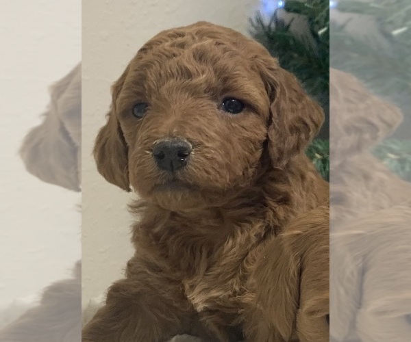Medium Photo #3 Goldendoodle (Miniature) Puppy For Sale in HULL, IA, USA