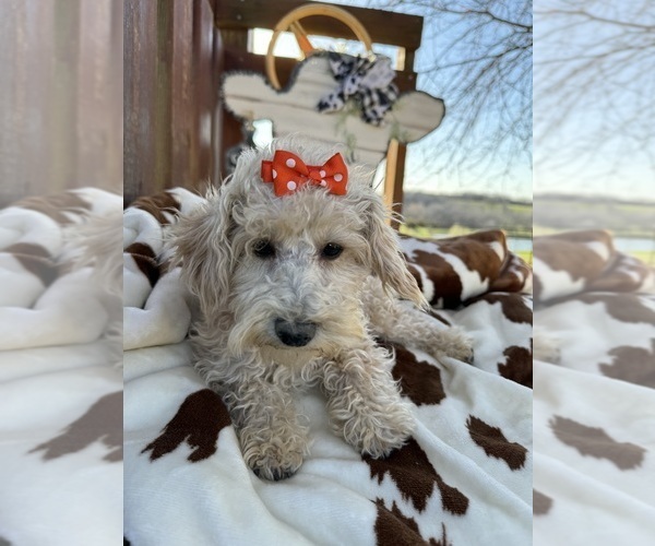 Medium Photo #5 Poodle (Miniature) Puppy For Sale in LANCASTER, MO, USA