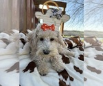 Small Photo #5 Poodle (Miniature) Puppy For Sale in LANCASTER, MO, USA