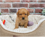 Small #7 Labrador Retriever