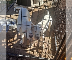 Dogo Argentino Puppy for sale in MEMPHIS, TN, USA