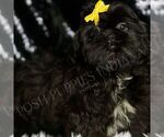 Small #1 Shih Tzu