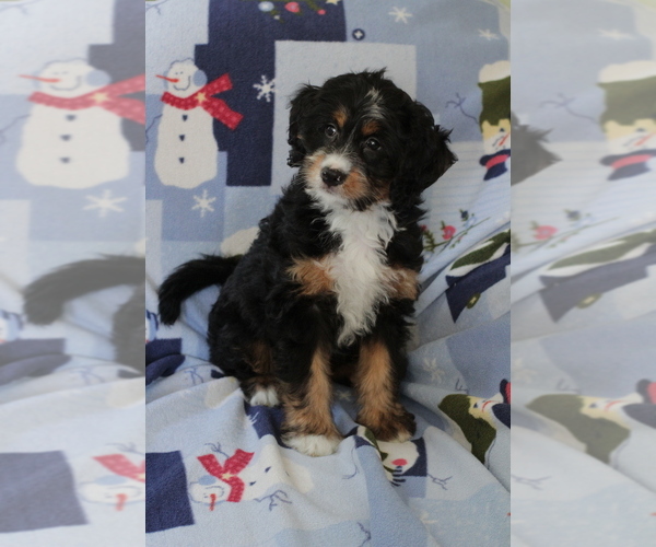 Medium Photo #2 Bernedoodle (Miniature) Puppy For Sale in MILWAUKEE, WI, USA