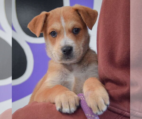 Medium Photo #5 German Shepherd Dog-Unknown Mix Puppy For Sale in Huntley, IL, USA