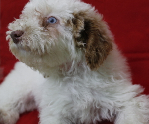 Medium Photo #4 Poodle (Miniature) Puppy For Sale in PATERSON, NJ, USA