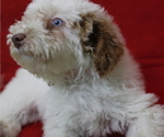 Small Photo #4 Poodle (Miniature) Puppy For Sale in PATERSON, NJ, USA