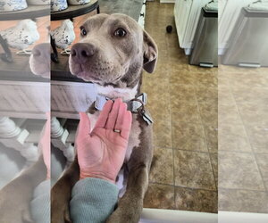 Zoey (Momma) - Female Labrador Retriever-Unknown Mix Dog for Adoption - Photo #12