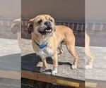 Small Border Terrier-Boxer Mix
